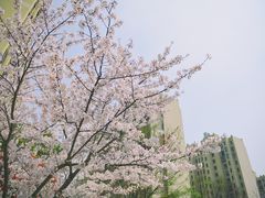 -高东镇樱花园