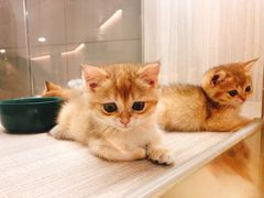 -飞行喵MR PILOT|猫舍·猫咖(静安大融城店)