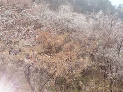 -大围山国家森林公园