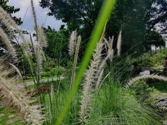 -东莞植物园