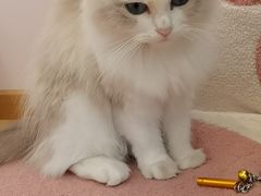 -猫咪派对(江南西店)