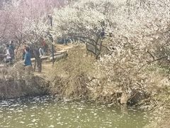 -香雪海