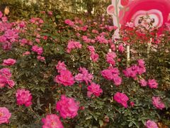 -人民公园(罗湖区)