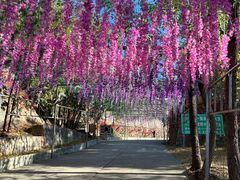 -北京十三陵国家森林公园蟒山景区