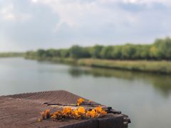 -西青郊野公园