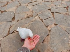 -白鹿原·白鹿仓