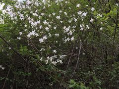 -黄花溪
