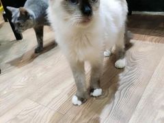 -猫色咖啡·猫咖
