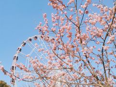 -顾村公园