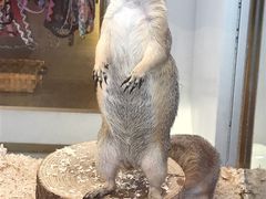 -悠尼宠物·独立低压伊珊娜洗护·美容·寄养(兰谷路店)