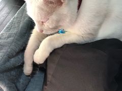 -李小姐の猫咖啡馆(五角场店)