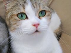 -怪兽屋·羊驼·猫咖·狗咖(俊华广场店)