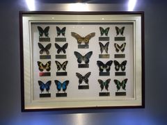 -上海昆虫博物馆