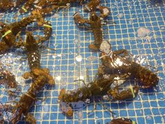 -驻海渔市(置信店)