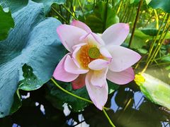 -鹅湖玫瑰文化园