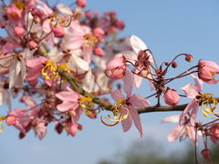 -中国科学院西双版纳热带植物园