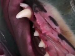 -宠爱国际动物医院· 猫科· 外科·中兽医(长白店)