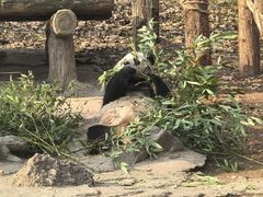 -都江堰中华大熊猫苑