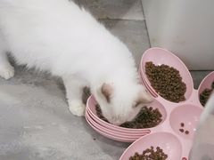 -楼上猫咖(罗湖店)