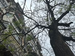 -老太皮肚面