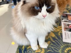 -平行世界·猫咖(首经贸店)