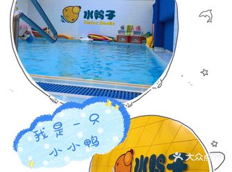 我是一只会游泳的小鸭鸭