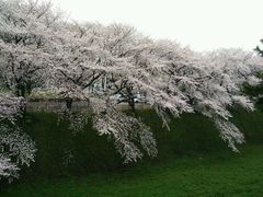 -名古屋城