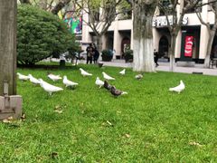 -西湖外事游船(湖滨二公园外事游船码头)