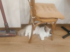 -有猫主题·治愈系猫咖(曾厝垵店)