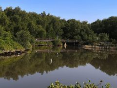 -大亚湾红树林城市湿地公园