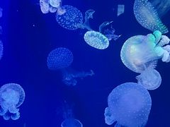 -海合安青岛极地海洋公园