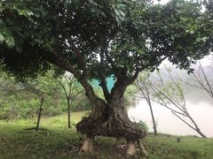 -广西壮族自治区药用植物园