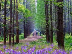 -渡海小渔村.老辈日照菜