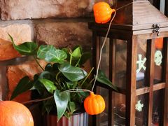 -长春藤咖啡(北园店)