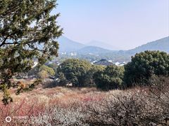 -香雪海