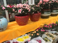 -龙大花卉苗木市场