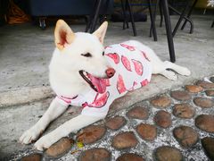 -柴犬高等学院·狗咖·柴犬售卖·宠物训练