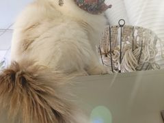 -平行世界·猫咖(首经贸店)