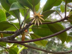 -东寨港红树林旅游区