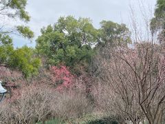 -金鸡山公园
