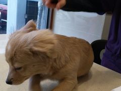 -艾贝尔宠物医院·24H转诊中心·肿瘤猫专科(江宁双龙店)