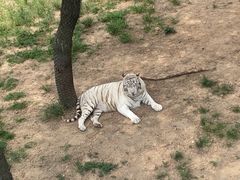 -西霞口神雕山野生动物世界