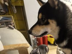 -南京Hallo宠物乐园·哈罗犬舍·柴犬繁育基地