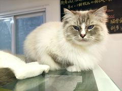 -Heymao猫咖.咖啡厅(东门店)
