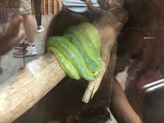 -上海大自然野生昆虫馆(东方明珠·爬宠昆虫探索中心)