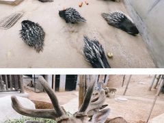 -石家庄市动物园