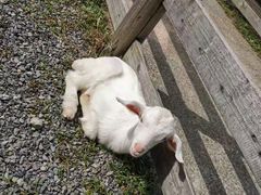 -前小桔亲子创意农场·草莓采摘·露营烧烤