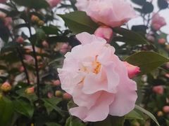 -三圣花乡旅游区