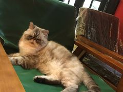-猫色咖啡·猫咖