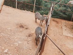-昆明动物园